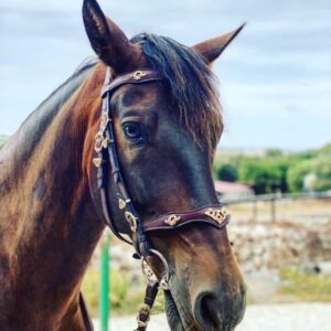 Bridle Seville