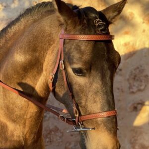 Toledo* bridle