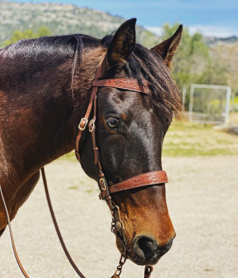 Bridle Vilafranca