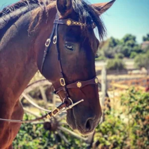 Bridle Cordoba