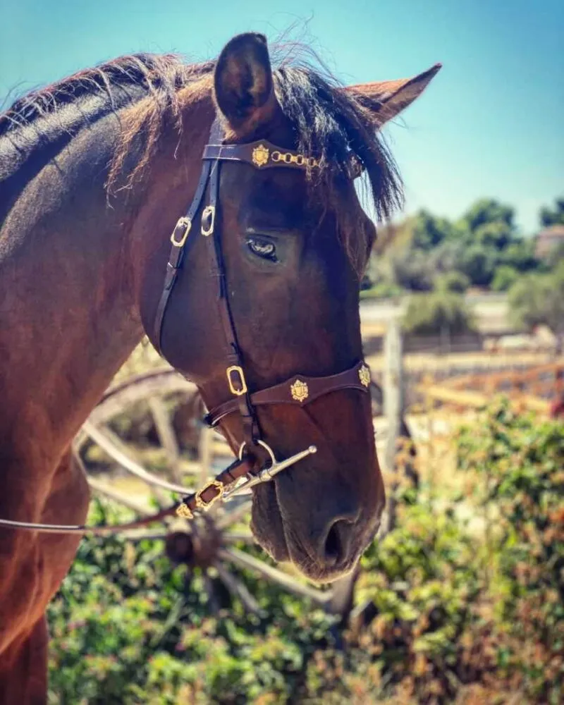 Bridle Cordoba